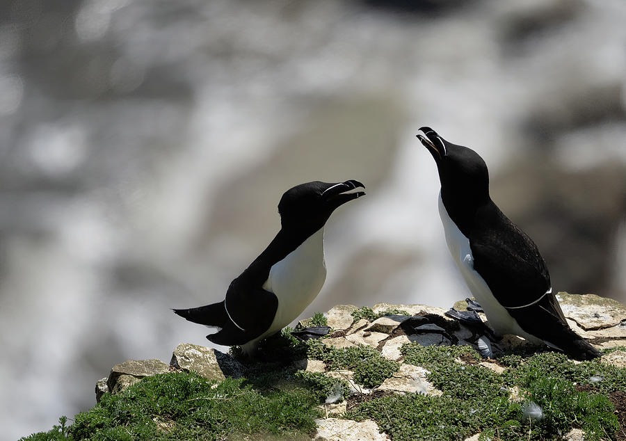 Razorbill. Photograph by Angela Aird - Fine Art America