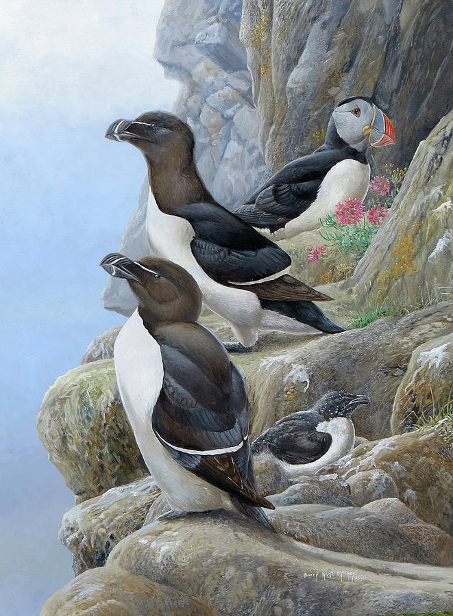Razorbills and Atlantic Puffin Painting by Barry Kent MacKay