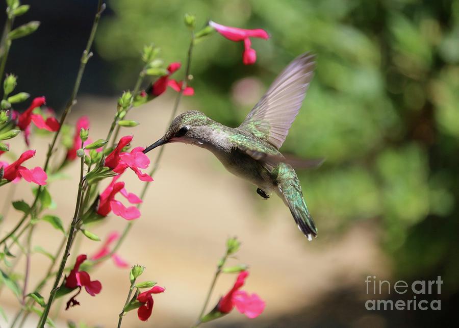 Razzle Dazzle Hummingbird Photograph by Carol Groenen