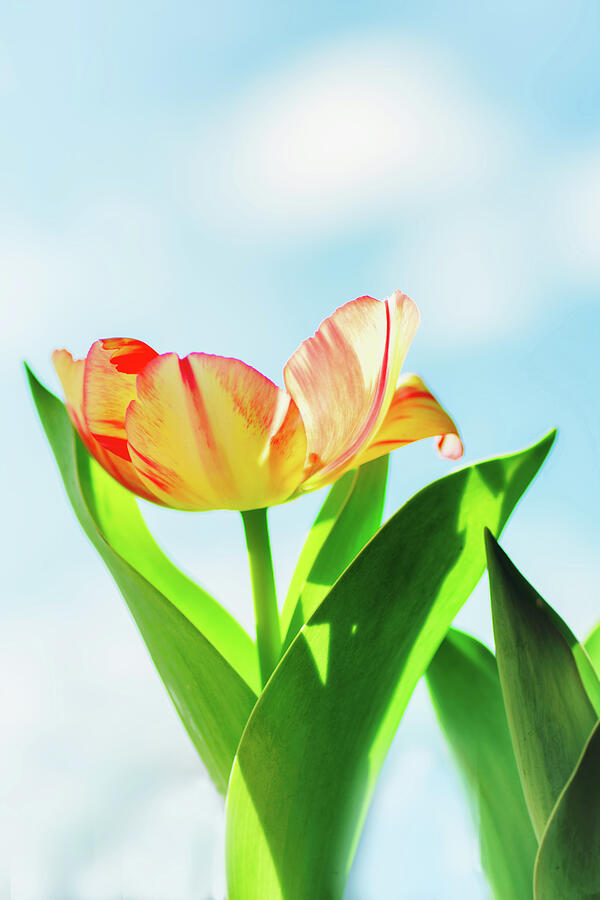 Tulip Photograph - Reach For The Clouds by Sue Capuano