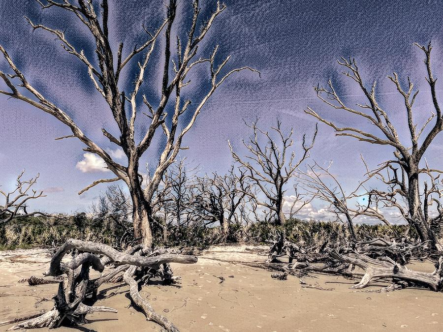 Reach to the Sky on Driftwood Beach Charcoal Sketch Photograph by Bill Swartwout