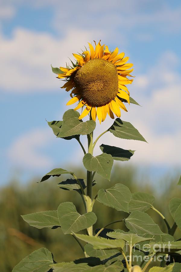 Reach to the Sky Sunflower Photograph by Carol Groenen