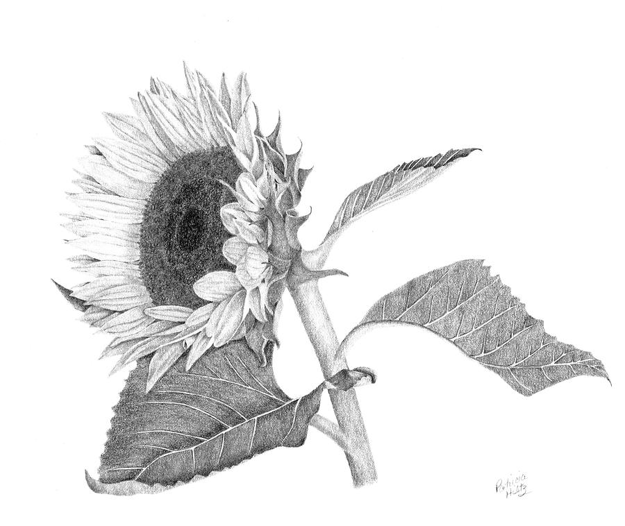 Reaching For The Sun Drawing by Patricia Hiltz