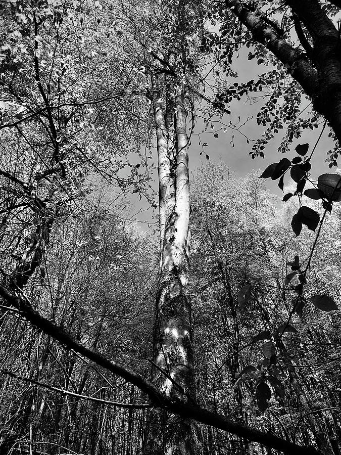 Reaching High Photograph by Richard Cummings