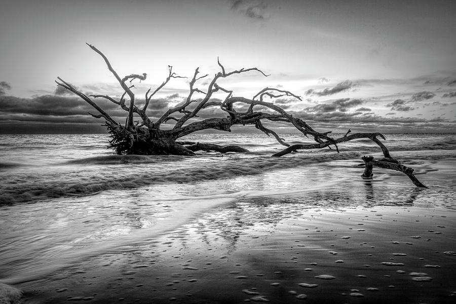 Reaching into the Waves at Driftwood Beach Jekyll Island Black a Photograph by Debra and Dave Vanderlaan