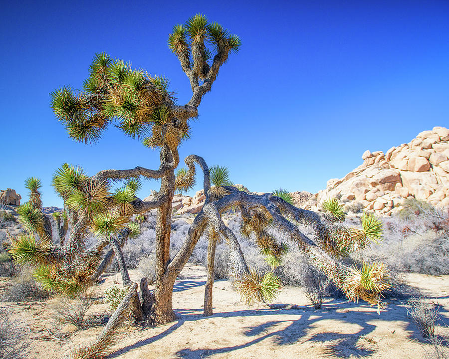 Joshua Tree National Park Photograph - Reaching Out by Marla Brown