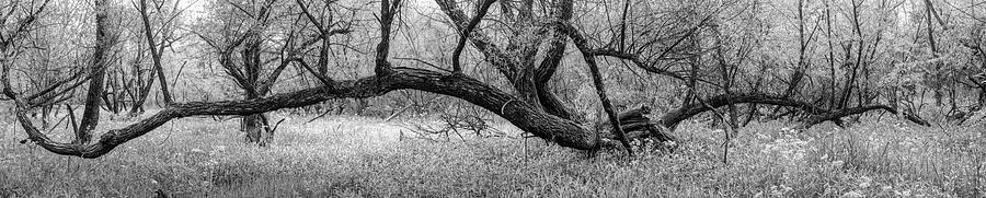 Reaching Out Over the Meadow Black and White Photograph by Debra and Dave Vanderlaan