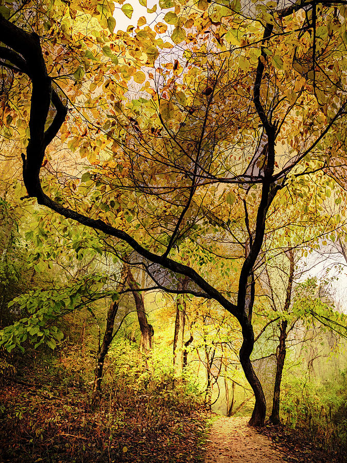 Reaching Upwards into Autumn Abstract Painting Photograph by Debra and Dave Vanderlaan