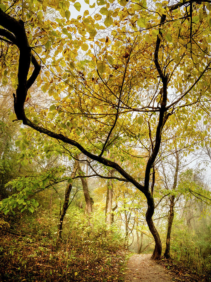 Reaching Upwards into Autumn Photograph by Debra and Dave Vanderlaan