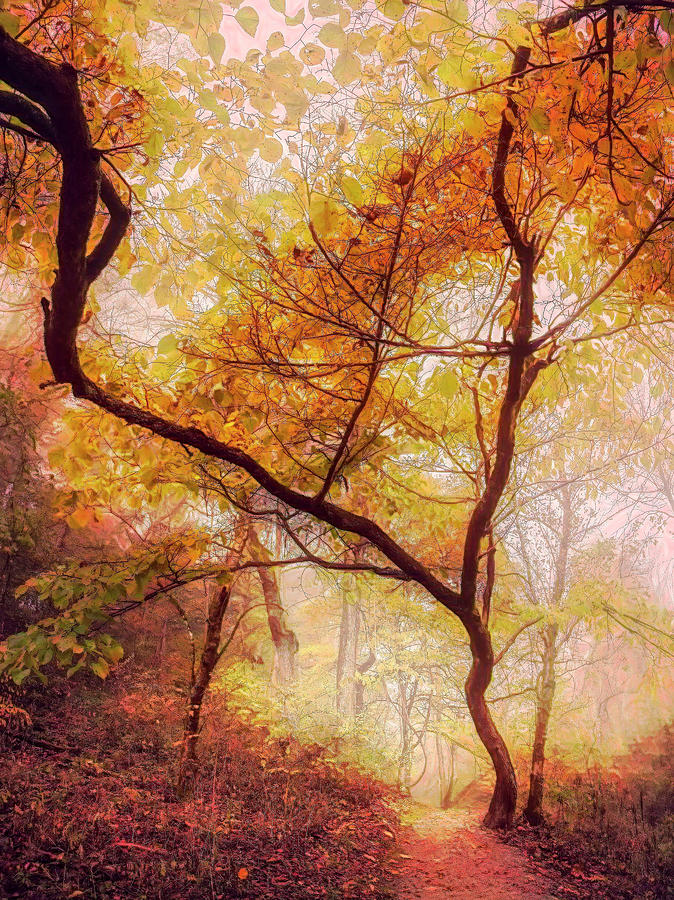 Reaching Upwards into Autumn Painting Photograph by Debra and Dave Vanderlaan