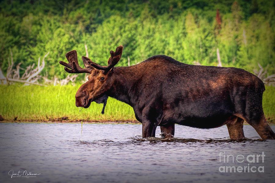 Ready for Breakfast - Allagash - Moose Photograph by Jan Mulherin