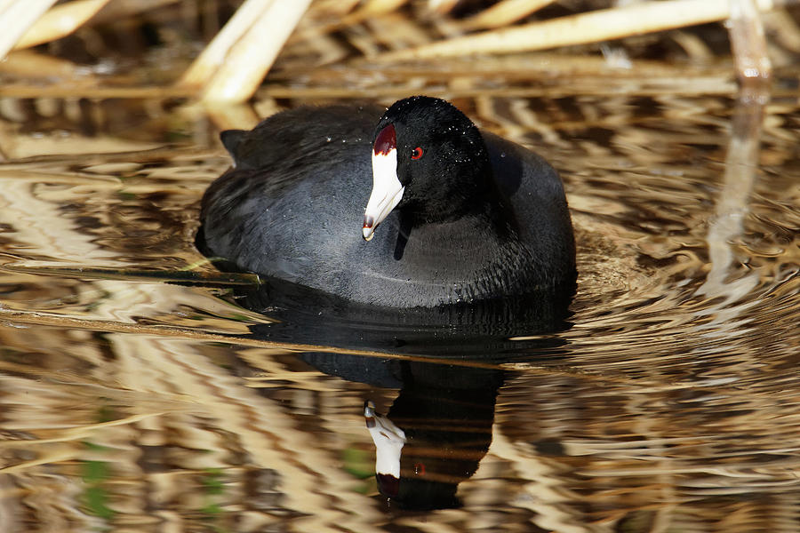 Ready for My Close-Up -- American Coot in Kern National Wildlife Refuge, California Photograph by Darin Volpe