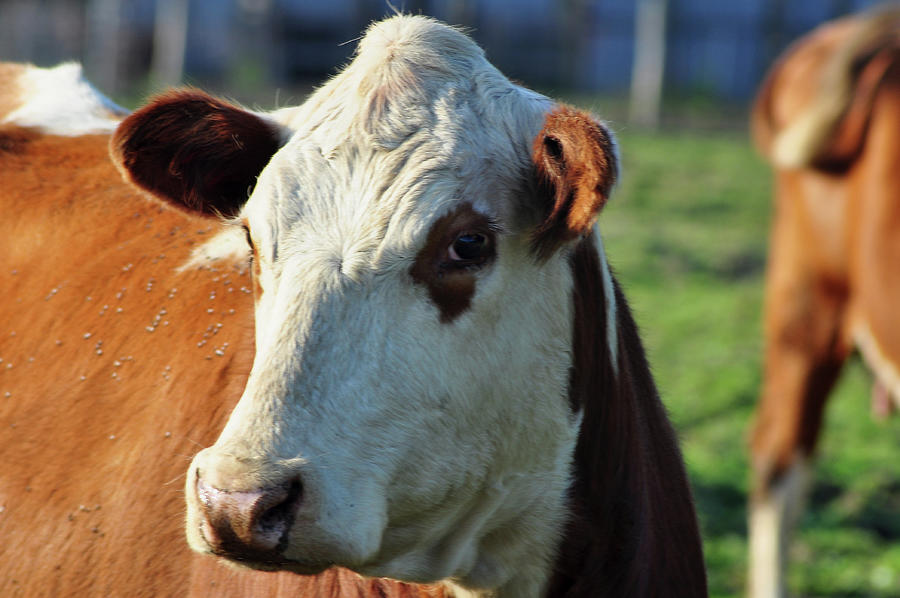 Cow Photograph - Ready For My Close Up by Ginger Harris
