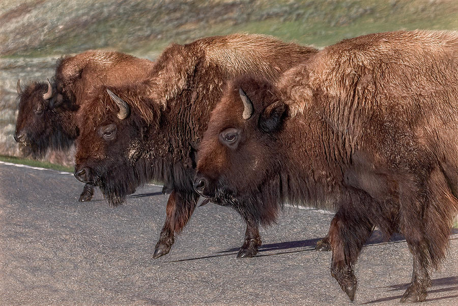 Ready For Prime Time, Yellowstone Bison Photograph by Marcy Wielfaert