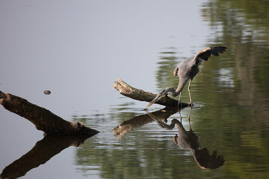 Heron Photograph - Ready for the Catch by Unbridled Discoveries Photography LLC
