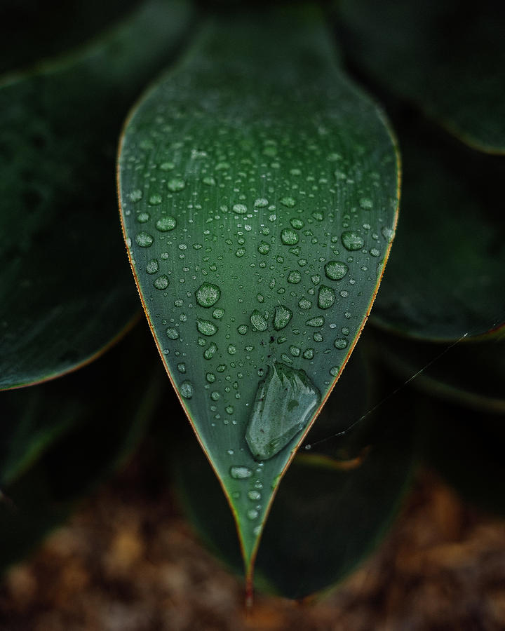 Nature Photograph - Ready To Fall by Julius Thomas Nature Photograph - Ready To Fall by Julius Thomas