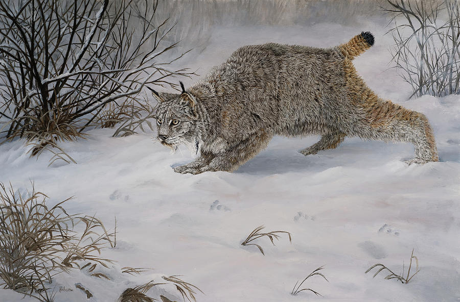 Ready To Pounce - Canadian Lynx Painting by Johanna Lerwick