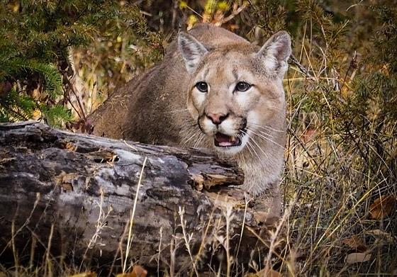 Ready to Pounce Photograph by Joanne Panizzera - Fine Art America