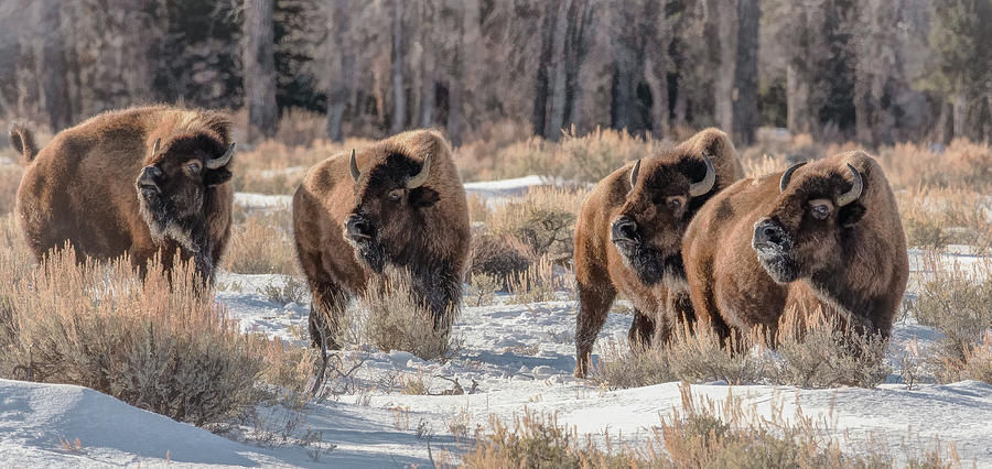 Ready to Rumble, Bison of Grand Tetons Photograph by Marcy Wielfaert
