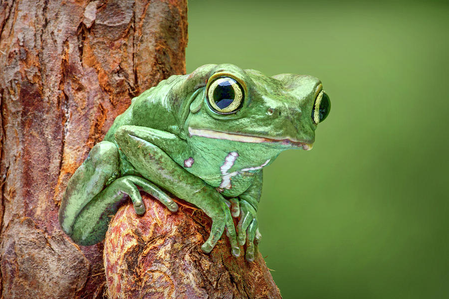 Ready to Walk - Waxy Monkey Tree Frog Photograph by Nikolyn McDonald