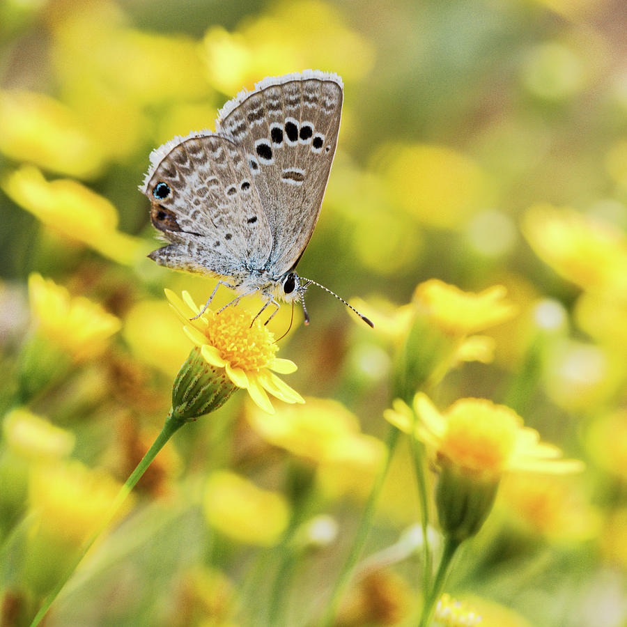 Reakirt's Blue Butterfly Photograph by Bob Russman - Pixels