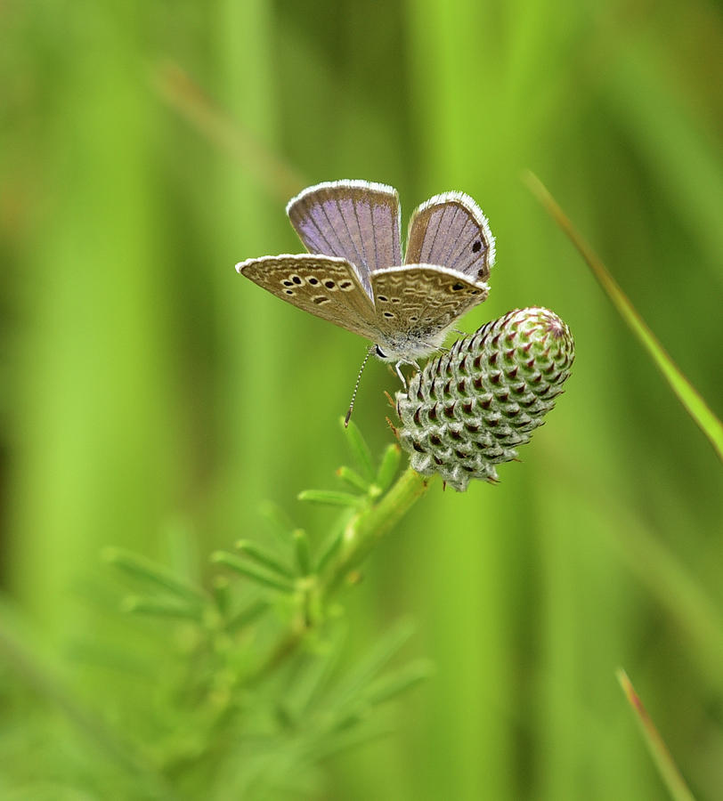 Reakirts Blue Butterfly Photograph by Cindy McIntyre