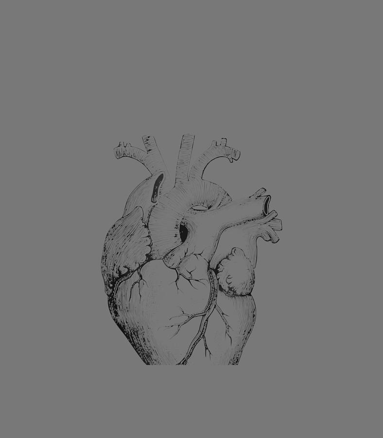 Real Anatomical Human Heart Drawing Sticker by Finleb Jonni - Fine Art  America
