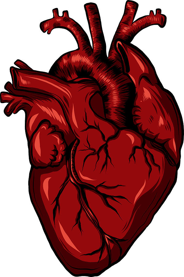 Real Biology Human Heart Red Vector Illustration Digital Art By Dean