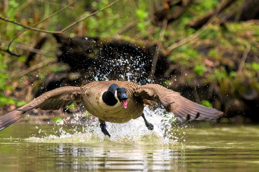 Real mad goose Photograph by Dan Friend