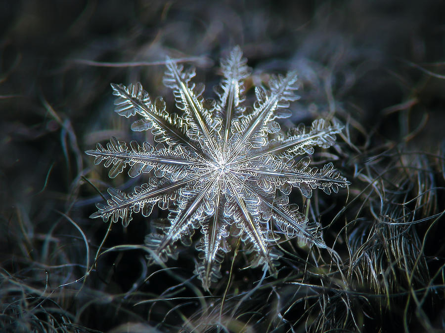 Real snowflake 2014-01-26_5568-76_Electra Photograph by Alexey Kljatov