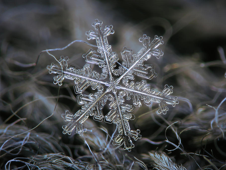Real snowflake 2016-01-23_8202-11_Mizar Photograph by Alexey Kljatov