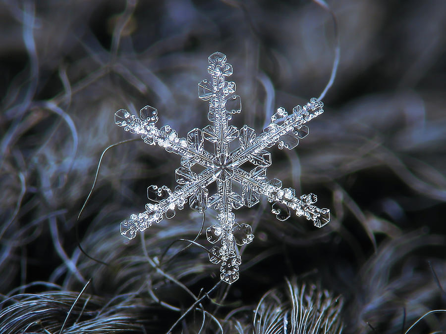 Real snowflake 2021-01-12_3500-8 Photograph by Alexey Kljatov
