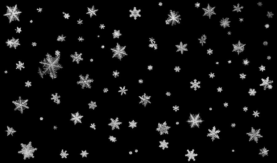 Real Snowflakes Photograph by Breckeni