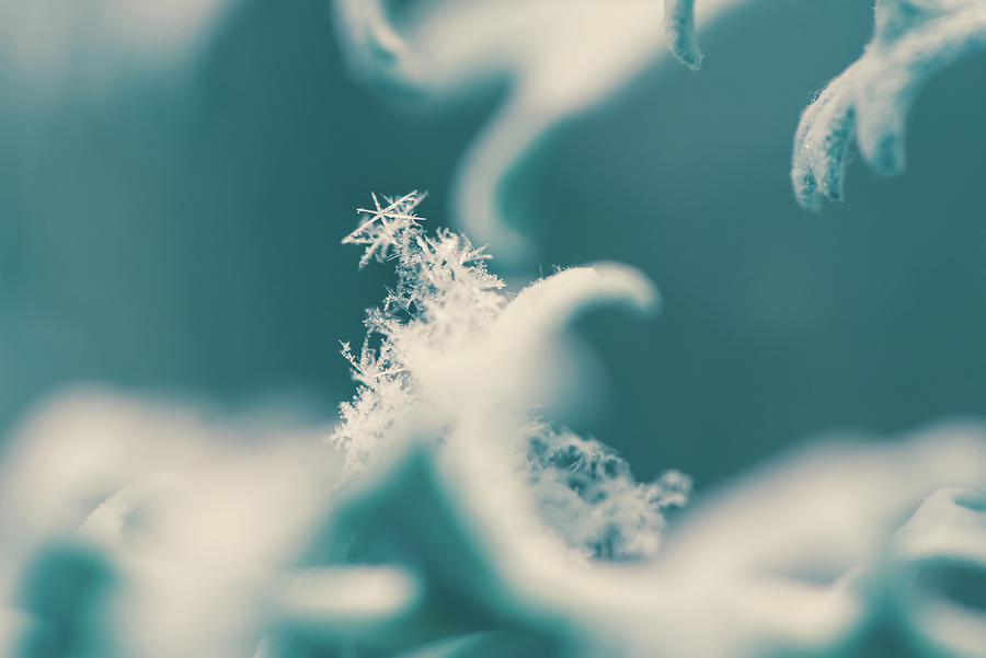 Snowflakes on Dusty Miller Photograph by Naomi Maya