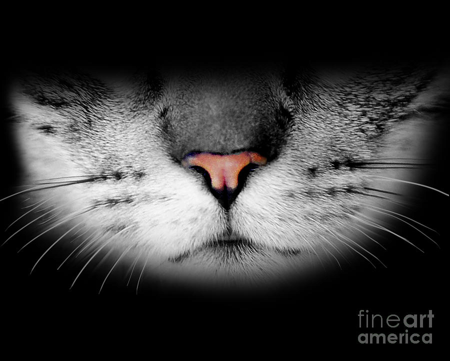 Realistic Cute Furry Cat Face Digital Art by Laura Ostrowski
