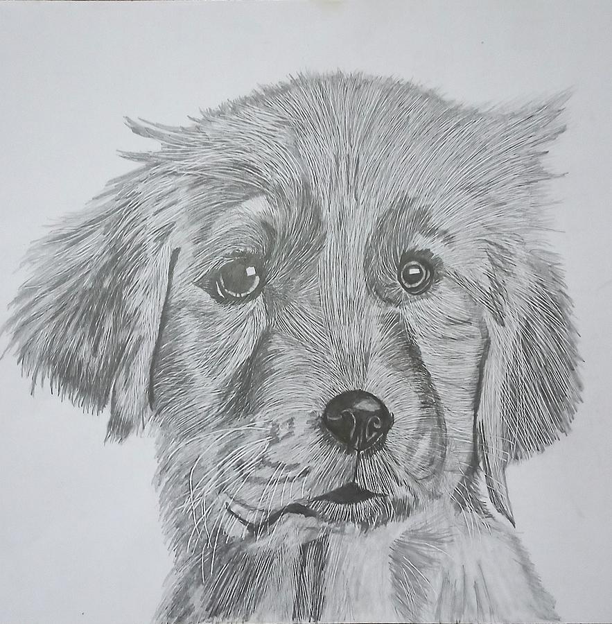 How to draw a puppy – Drawing Factory