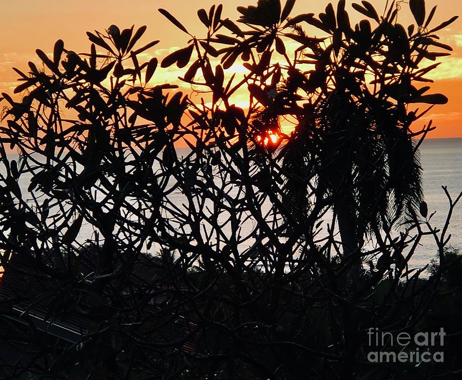 Sunset Photograph - Natural Beauty  #3 by Karen Nicholson