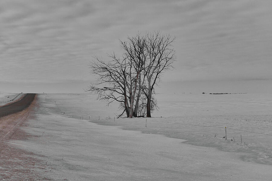Winter Photograph - Reality in South Dakota by M Dale