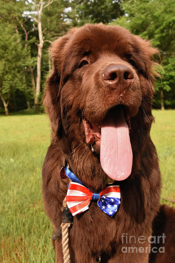 Really Long Pink Tongue on a Brown Newfoundland Dog Photograph by ...