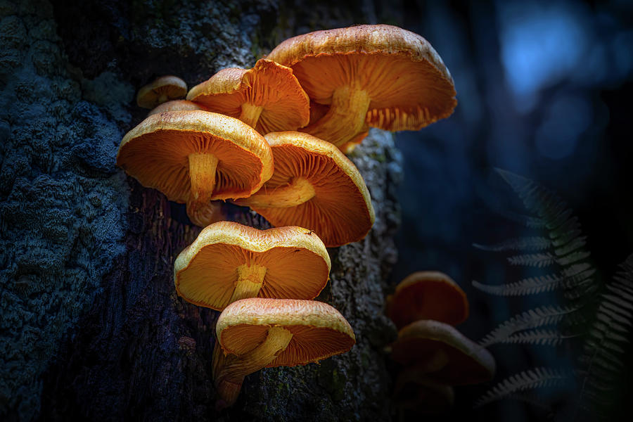 Realm of the Mushroom Photograph by Mark Andrew Thomas
