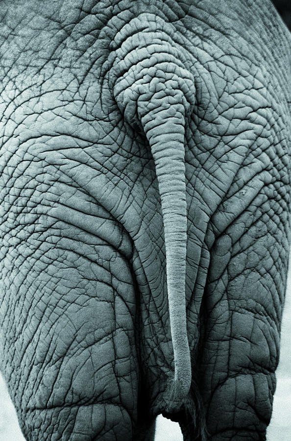 Rear view of elephant Photograph by George Jones