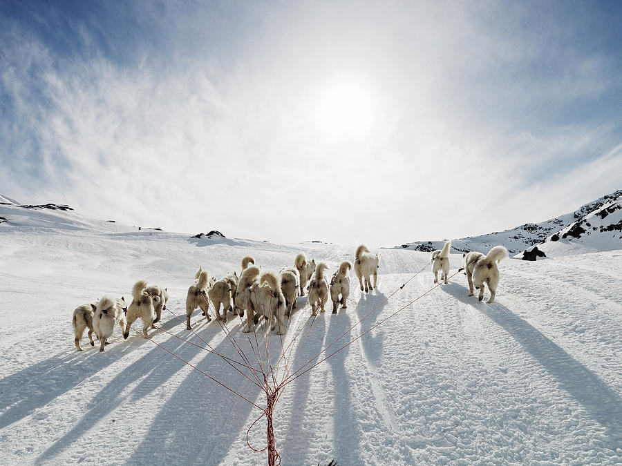 Rear view of sled dogs Photograph by David Trood