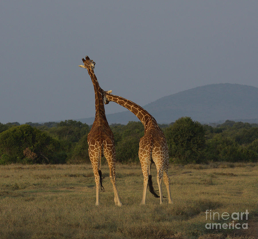 rear view of two reticulated giraffes necking in the wild Ol Pejeta Conservancy, Kenya Photograph by Nirav Shah