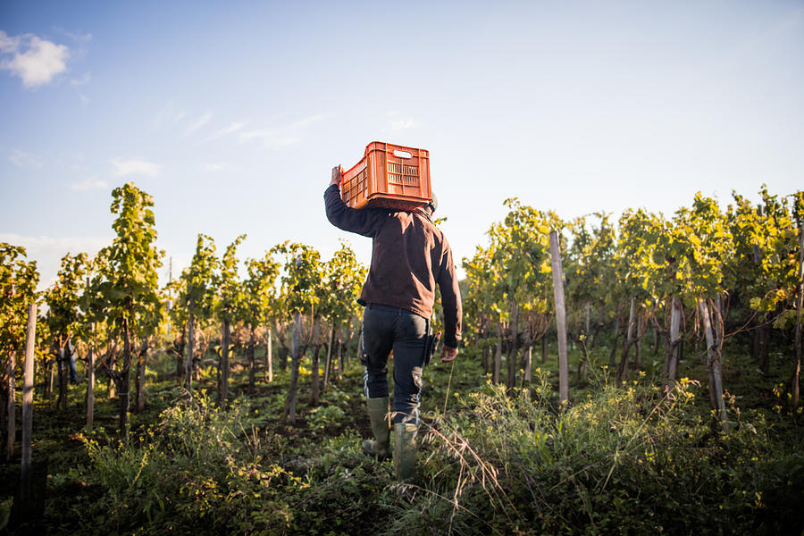 Rear view of young man carrying grape crate on shoulder in vineyard Photograph by Heshphoto