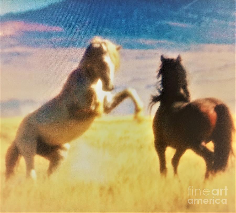 Rearing White Mustang Stallion Photograph by Richard W Linford