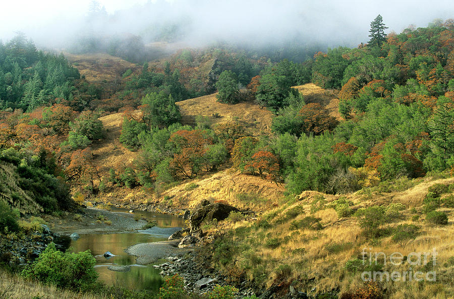 Receding Fog And Fall Colored Trees Humbolt County Cal Photograph by