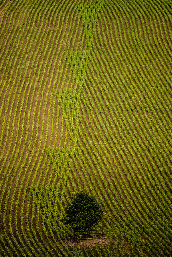 Recently Sown Maize Field with a Single Tree Photograph by Wyevalleyphotography Recently Sown Maize Field with a Single Tree Photograph by Wyevalleyphotography