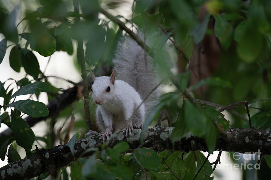 Recessive Allele - White Squirrel Photograph