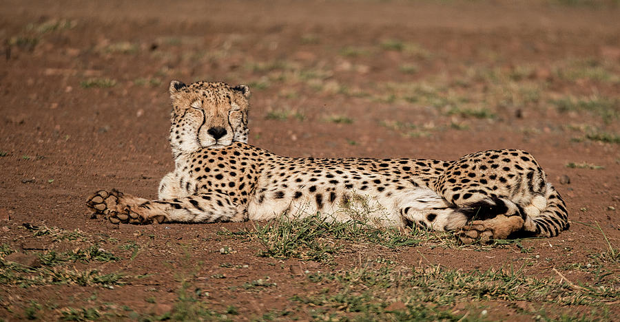 Reclining cheetah Photograph by ROAR AFRICA by Rockford Draper