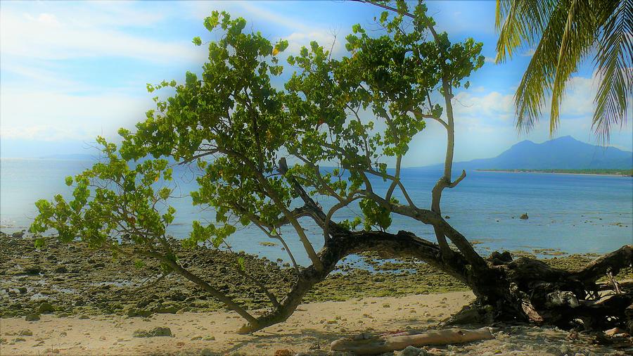Reclining tree on the beach Photograph by Robert Bociaga